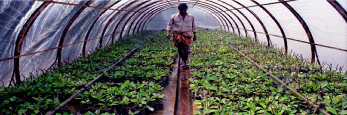 Green Houses in Bangaru Telangana